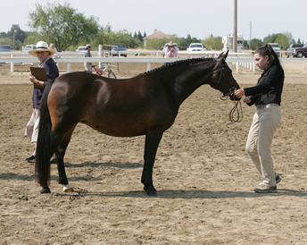 Alanis Standing