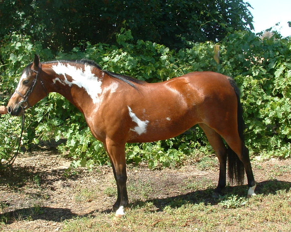 Bailey Standing