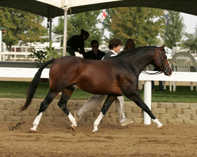 kc brookside trot kim